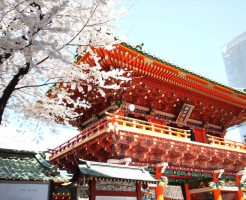 髄神門の横には大きな桜の木が満開の様子