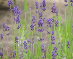 ラベンダーの花が咲きみだれている様子