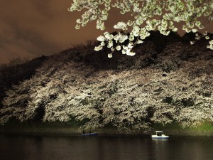 千鳥ヶ淵の夜桜