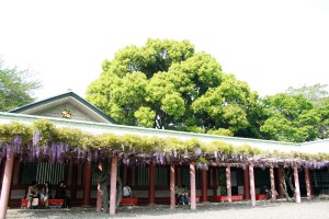 日枝神社の藤