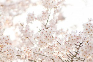 下から見上げた桜の木