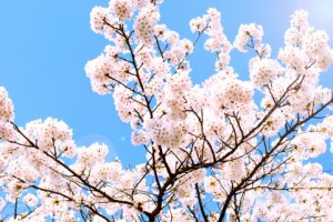 青い空とピンクの桜のコントラストがとてもきれい