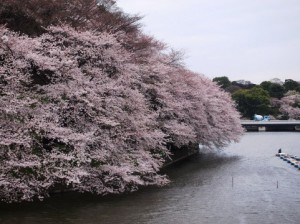 水辺までセリ出ている大きな桜の木