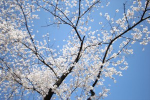 青空の下満開を迎えた桜の花