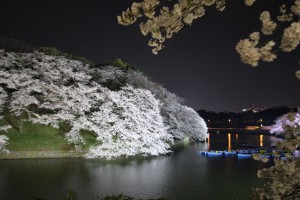 水面ぎりぎりまでしだれている桜の花